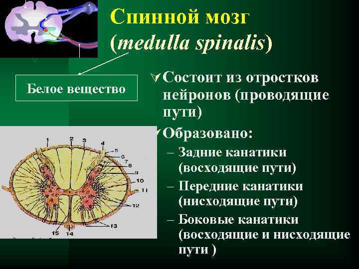 Спинной мозг (medulla spinalis) Белое вещество Ú Состоит из отростков нейронов (проводящие пути) Ú