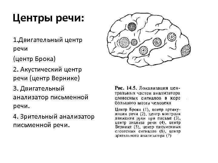 Центры речи: 1. Двигательный центр речи (центр Брока) 2. Акустический центр речи (центр Вернике)