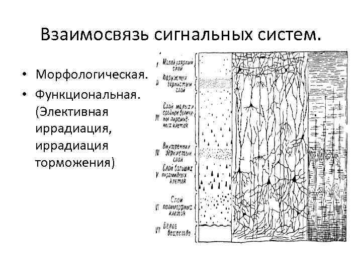 Взаимосвязь сигнальных систем. • Морфологическая. • Функциональная. (Элективная иррадиация, иррадиация торможения) 