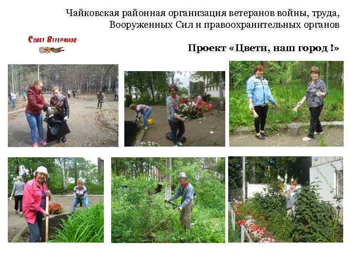 Чайковская районная организация ветеранов войны, труда, Вооруженных Сил и правоохранительных органов Проект «Цвети, наш