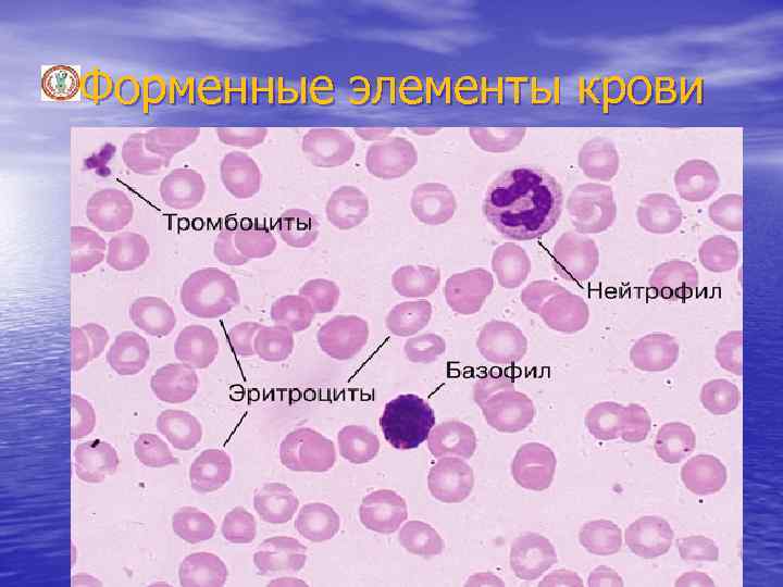 Форменные элементы крови 