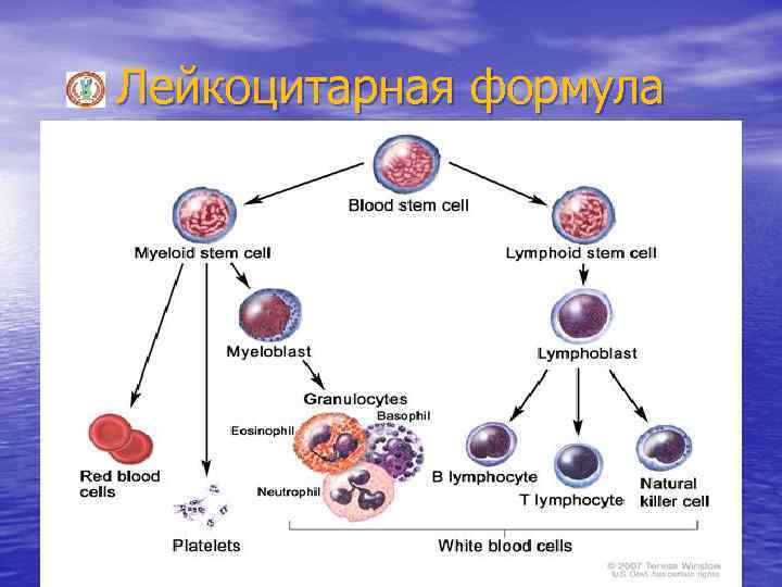 Лейкоцитарная формула 