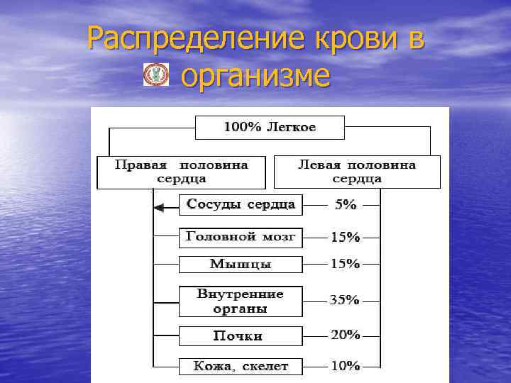 Диаграмма распределения крови в организме человека