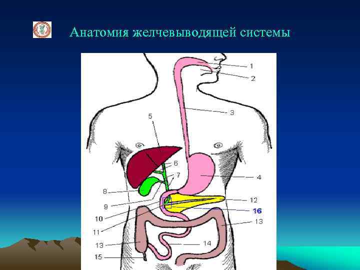 Анатомия желчевыводящей системы 