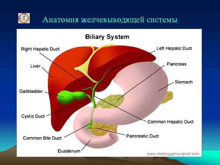 Желчные пути анатомия. Строение желчевыводящей системы. Желчевыводящая система печени. Анатомия желчевыводящих путей. Печень и желчевыводящие пути.