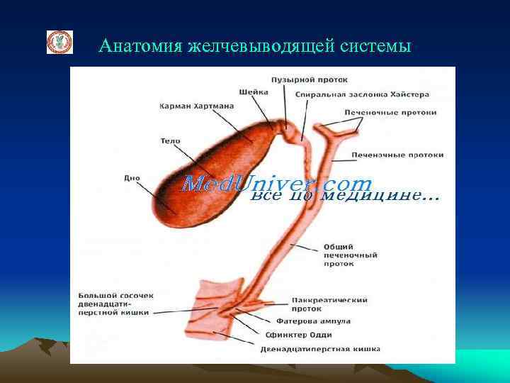 Анатомия желчевыводящей системы 