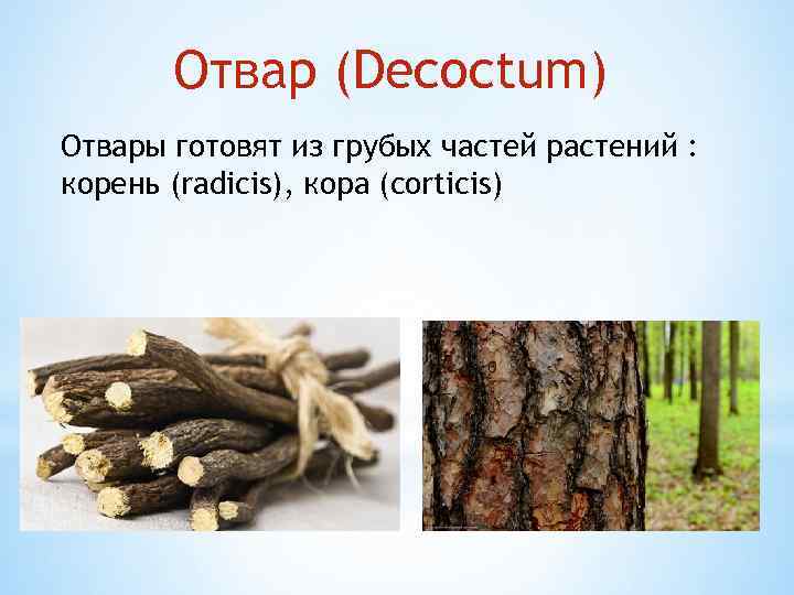 Отвар (Decoctum) Отвары готовят из грубых частей растений : корень (radicis), кора (corticis) 