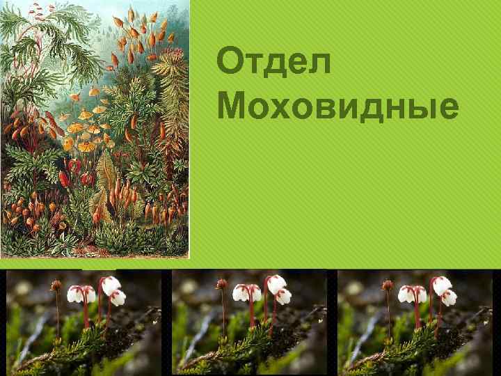 Отдел Моховидные 