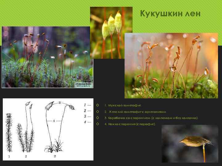 Кукушкин лен 1. Мужской гаметофит. 2. Женский гаметофит с архегониями. 3. Коробочка со спорангием