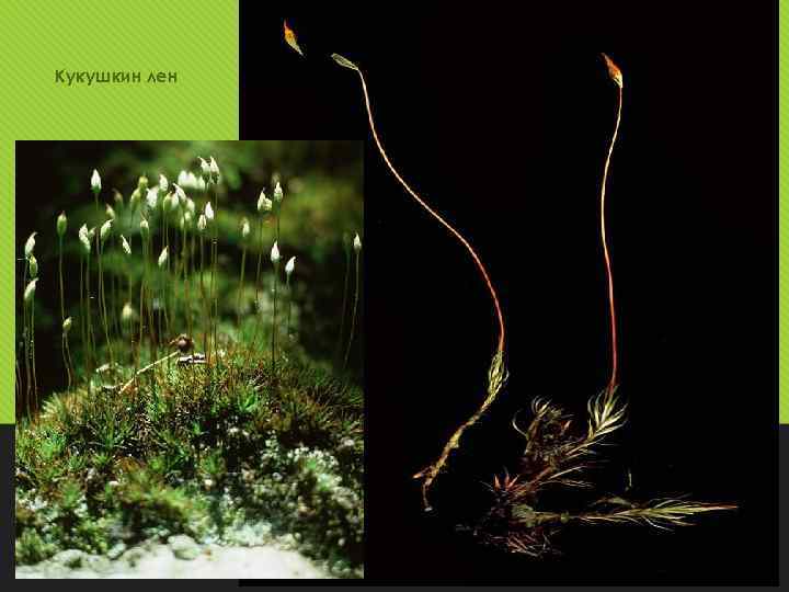 Кукушкин лен 