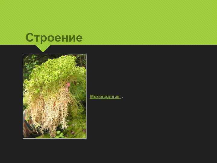 Строение Моховидные -. 