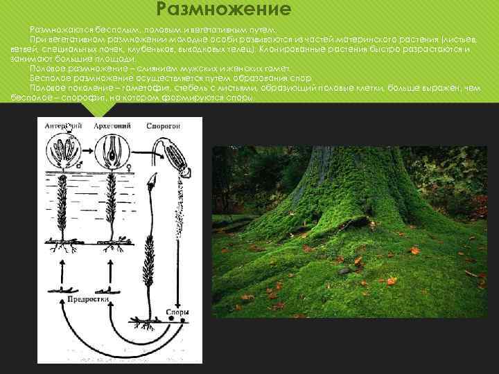 Размножение Размножаются бесполым, половым и вегетативным путем. При вегетативном размножении молодые особи развиваются из