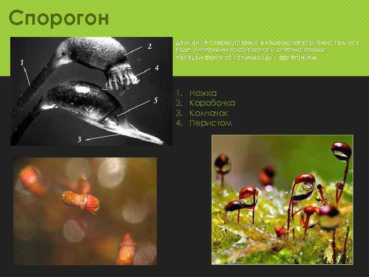 Спорогон Движение сперматозоида к яйцеклетке возможно только в воде. Антеридии вскрываются и сперматозоиды передвигаются