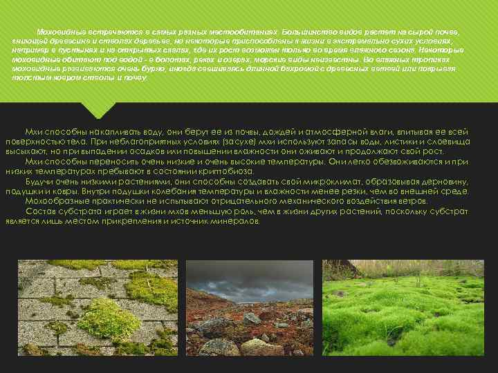 Моховидные встречаются в самых разных местообитаниях. Большинство видов растет на сырой почве, гниющей древесине