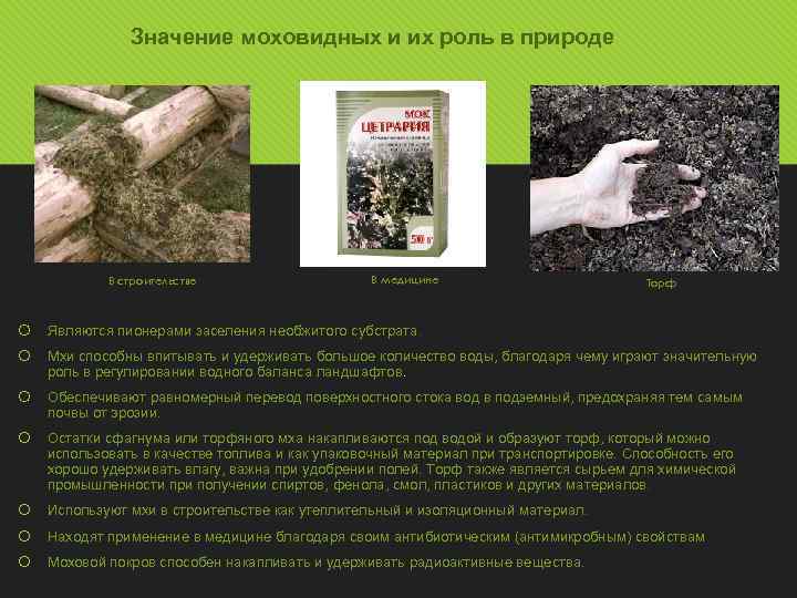 Значение моховидных и их роль в природе В строительстве В медицине Торф Являются пионерами