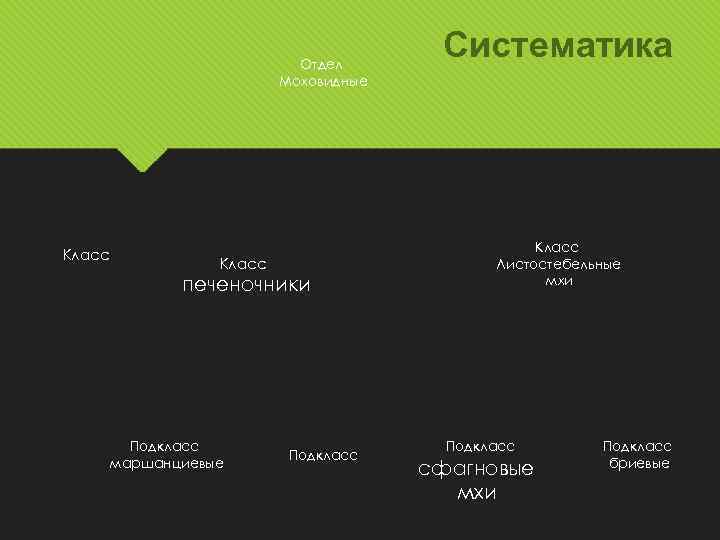 Отдел Моховидные Класс печеночники Подкласс маршанциевые Подкласс Систематика Класс Листостебельные мхи Подкласс сфагновые мхи