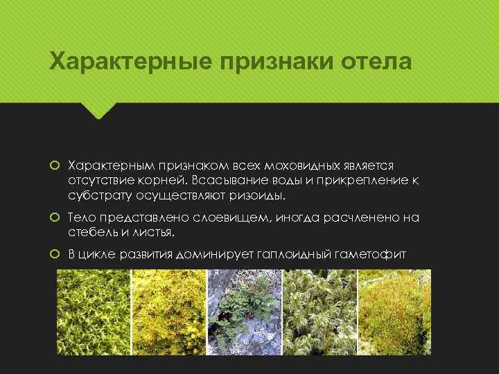 Характерные признаки отела Характерным признаком всех моховидных является отсутствие корней. Всасывание воды и прикрепление