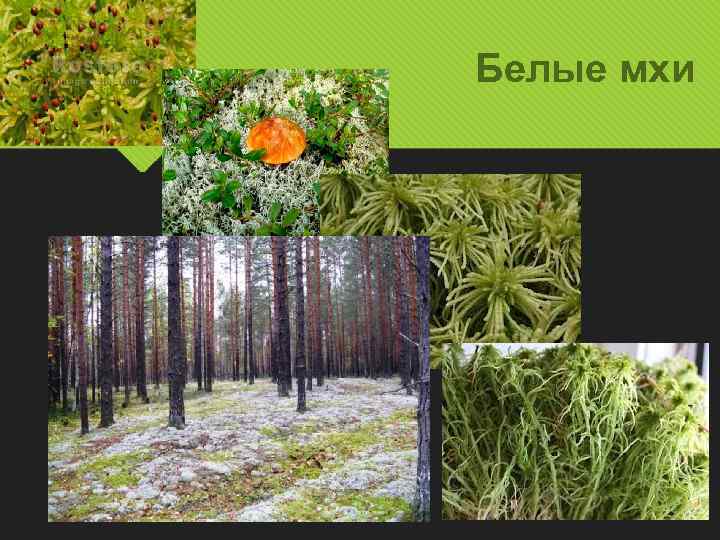 Белые мхи 