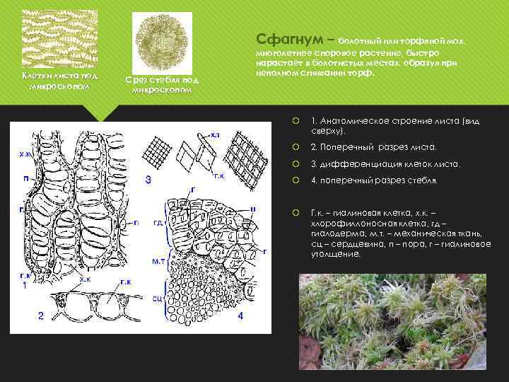 Хромосомный набор клеток листа сфагнума. Анатомическое строение стебля сфагнума. Поперечный разрез листа сфагнума. Лист мха сфагнума под микроскопом.