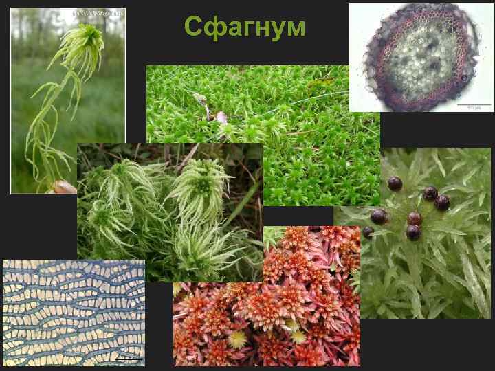 Три примера растений относящихся к мхам. Сфагновые мхи. Сфагнум ризоиды. Сфагнум Пономарева.