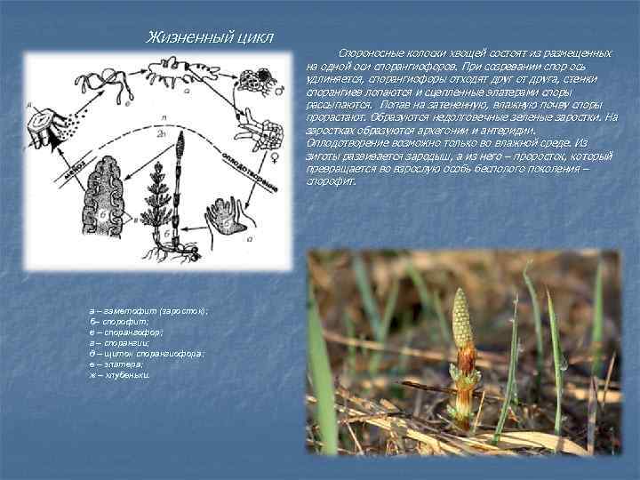 Жизненный цикл а – гаметофит (заросток); б– спорофит; в – спорангофор; г – спорангии;