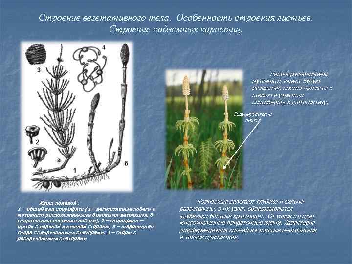 Строение вегетативного тела. Особенность строения листьев. Строение подземных корневищ. Листья расположены мутовчато, имеют бурую