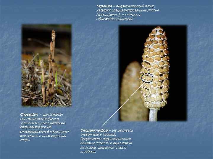 Стробил – видоизмененный побег, несущий специализированные листья (спорофиллы), на которых образуются спорангии. Спорофит -