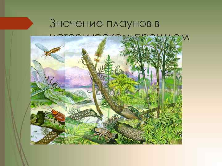 Значение плаунов в историческом прошлом земли 