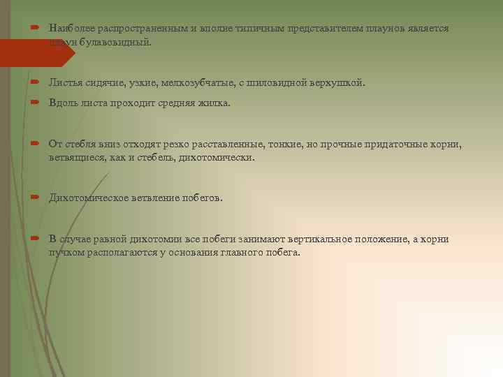  Наиболее распространенным и вполне типичным представителем плаунов является плаун булавовидный. Листья сидячие, узкие,
