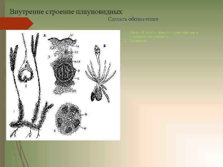 Внутренне строение плауновидных Сделать обозначения 1. Ползучий побег с придаточными корнями и спороносными колосками.