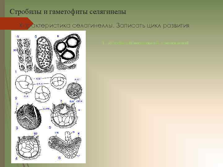 Стробилы и гаметофиты селягинелы Характеристика селагинеллы. Записать цикл развития 1. а) Стробила, б) микроспорангий,