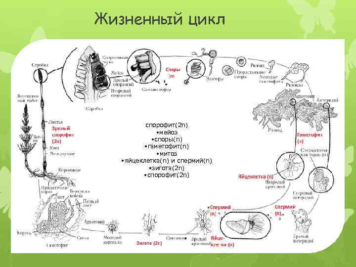 Жизненный цикл хвоща схема егэ