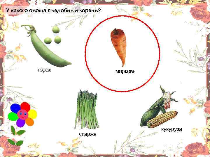 У какого овоща съедобный корень? горох морковь спаржа кукуруза 