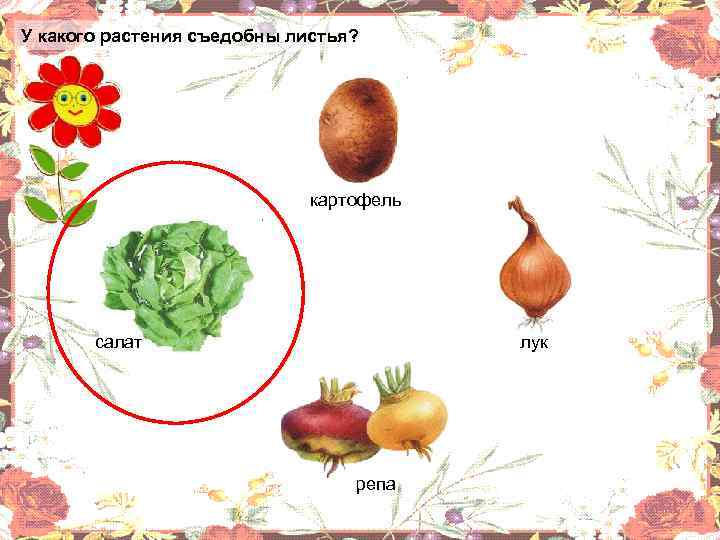 У какого растения съедобны листья? картофель салат лук репа 