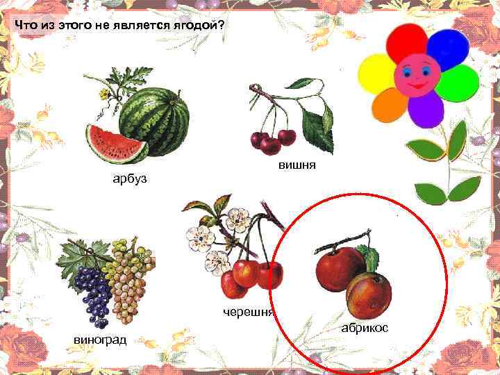 Что из этого не является ягодой? вишня арбуз черешня виноград абрикос 