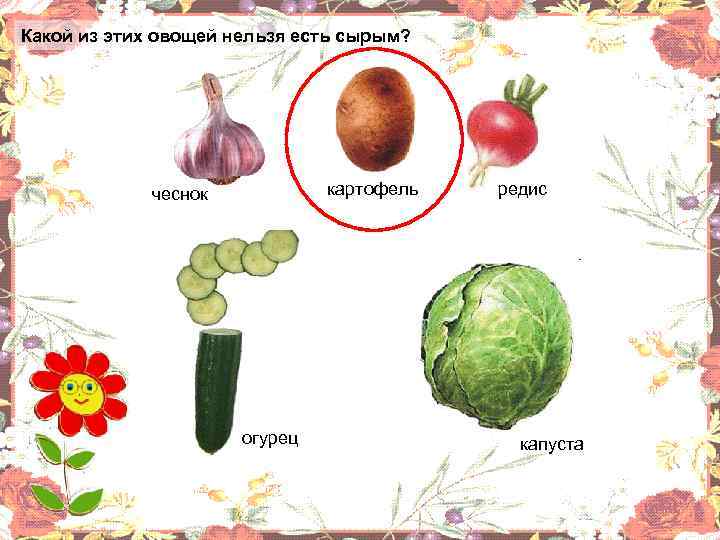 Какой из этих овощей нельзя есть сырым? . картофель чеснок огурец редис капуста 