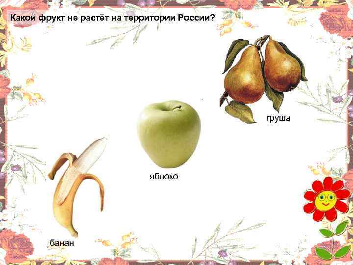 Какой фрукт не растёт на территории России? груша яблоко банан 