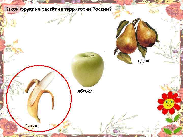 Какой фрукт не растёт на территории России? груша яблоко банан 