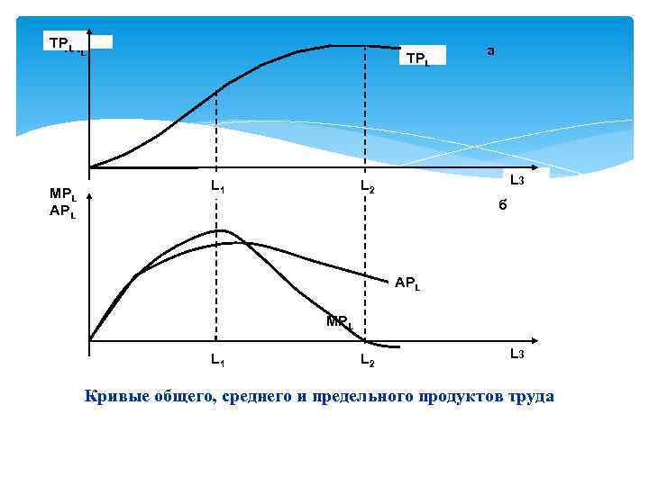 Общая кривая. График предельного и совокупного продукта труда. Кривые общего среднего и предельного продукта труда. Средний и предельный продукт графики. Взаимосвязь общего среднего и предельного продукта.