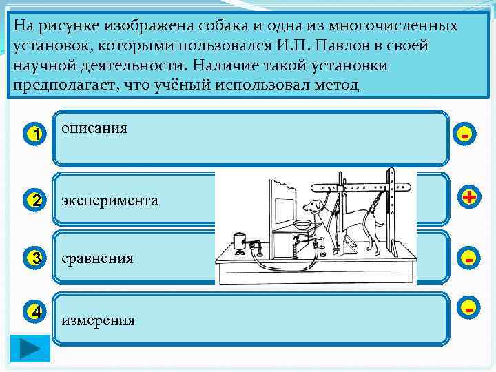 На рисунке изображена собака и одна из многочисленных установок, которыми пользовался И. П. Павлов