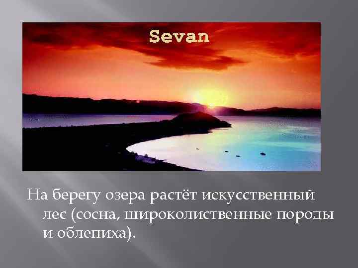 Sevan На берегу озера растёт искусственный лес (сосна, широколиственные породы и облепиха). 