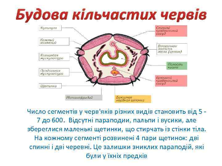 Будова кільчастих червів Число сегментів у черв'яків різних видів становить від 5 7 до