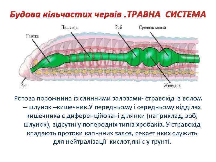Будова кільчастих червів. ТРАВНА СИСТЕМА Ротова порожнина із слинними залозами- стравохід із волом –