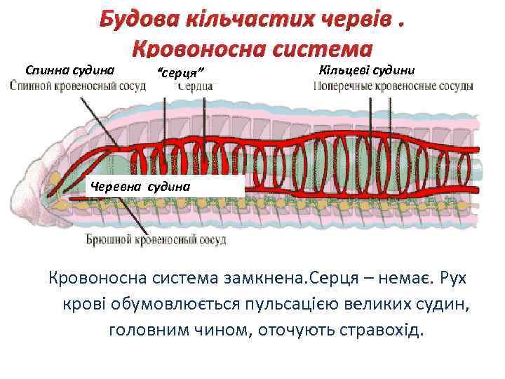 Будова кільчастих червів. Кровоносна система Спинна судина “серця” Кільцеві судини Черевна судина Кровоносна система