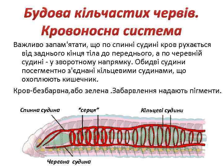 Будова кільчастих червів. Кровоносна система Важливо запам'ятати, що по спинні судині кров рухається від