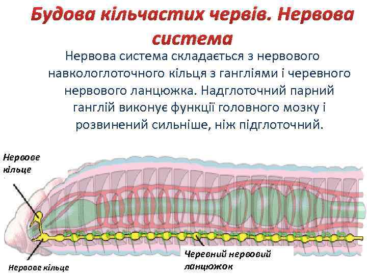 Будова кільчастих червів. Нервова система складається з нервового навкологлоточного кільця з гангліями і черевного