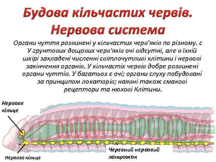 Будова кільчастих червів. Нервова система Органи чуття розвинені у кільчастих черв'яків по різному. с