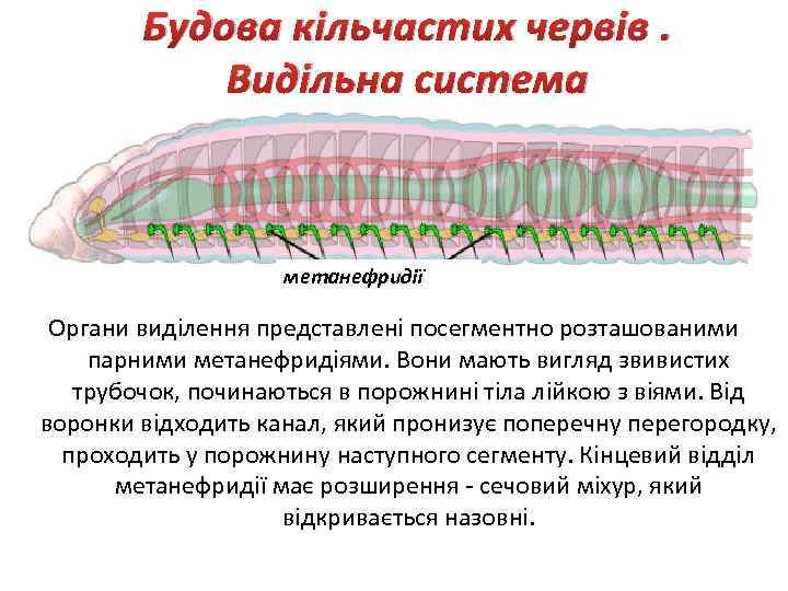 Будова кільчастих червів. Видільна система метанефридії Органи виділення представлені посегментно розташованими парними метанефридіями. Вони