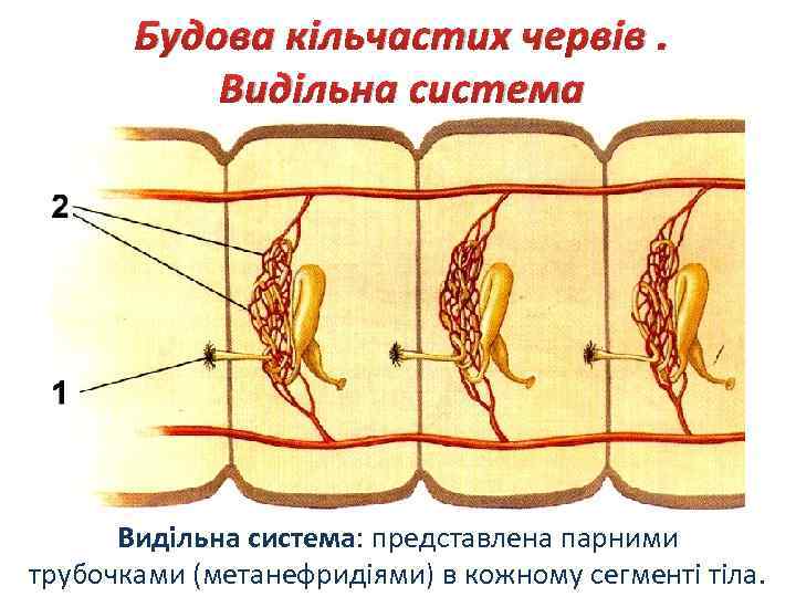 Будова кільчастих червів. Видільна система: представлена парними трубочками (метанефридіями) в кожному сегменті тіла. 