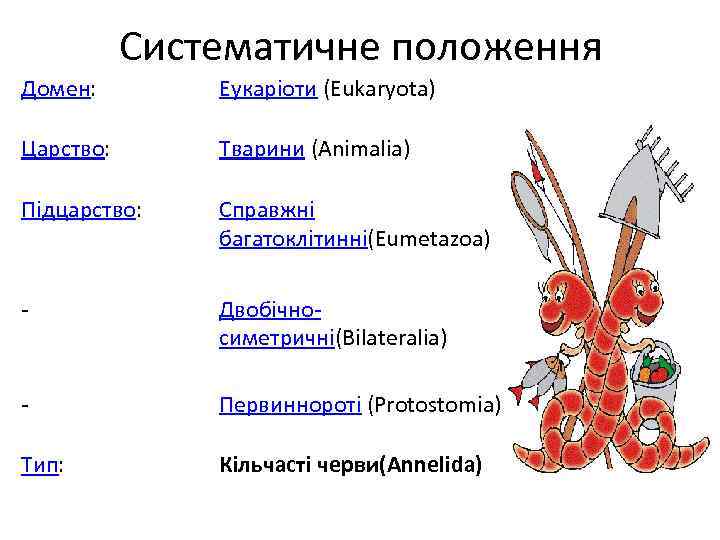 Систематичне положення Домен: Еукаріоти (Eukaryota) Царство: Тварини (Animalia) Підцарство: Справжні багатоклітинні(Eumetazoa) - Двобічносиметричні(Bilateralia) -